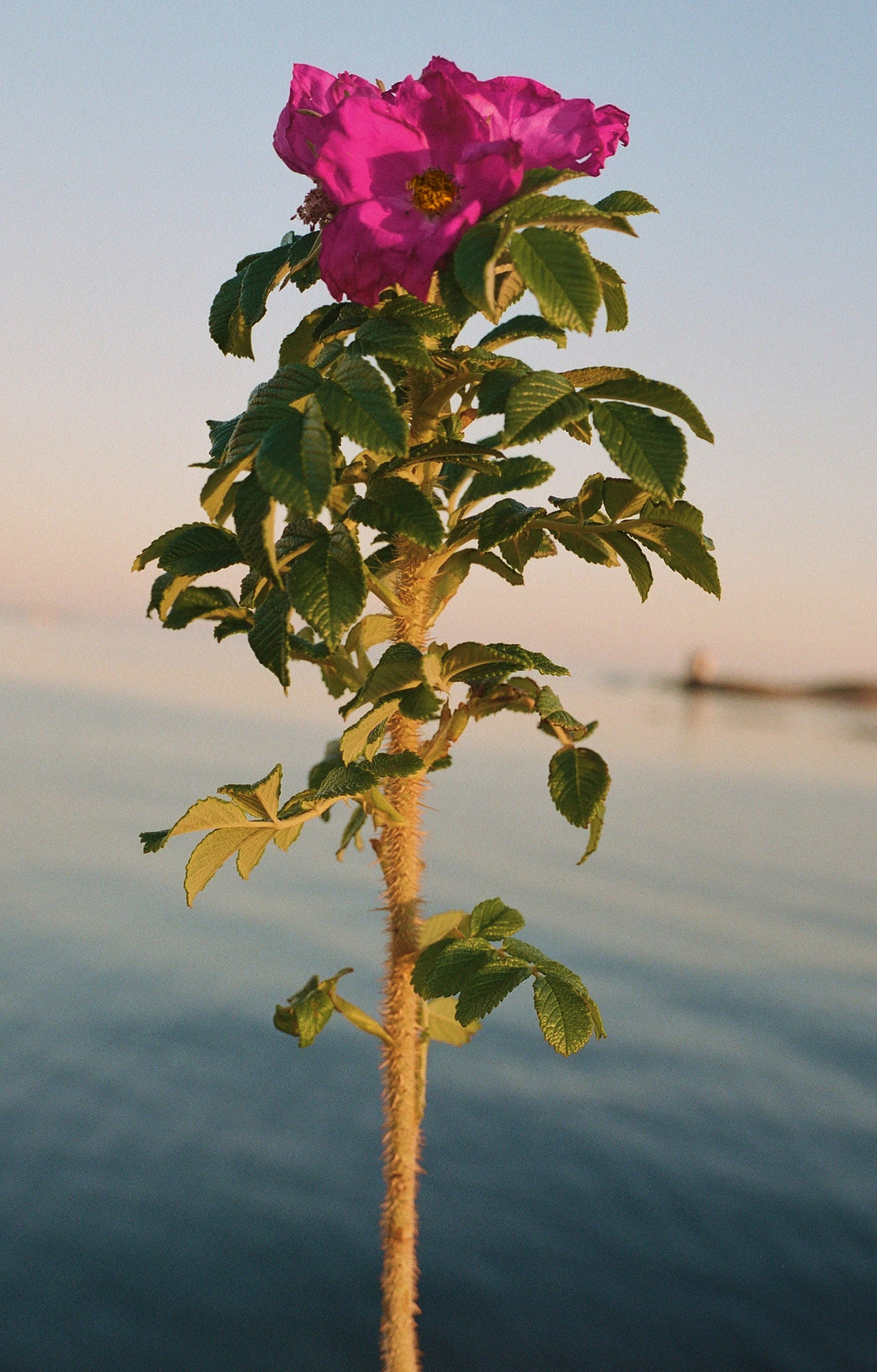 No.329 Hand Cream 70ml - Beach Rose