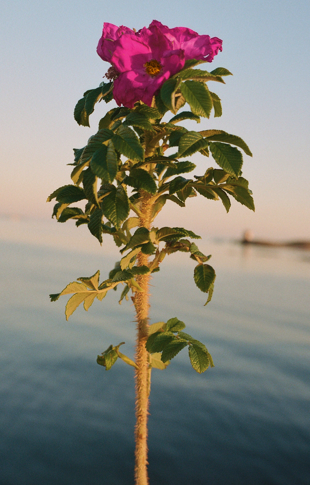 No. 327 Large Hand & Body Wash Beach Rose