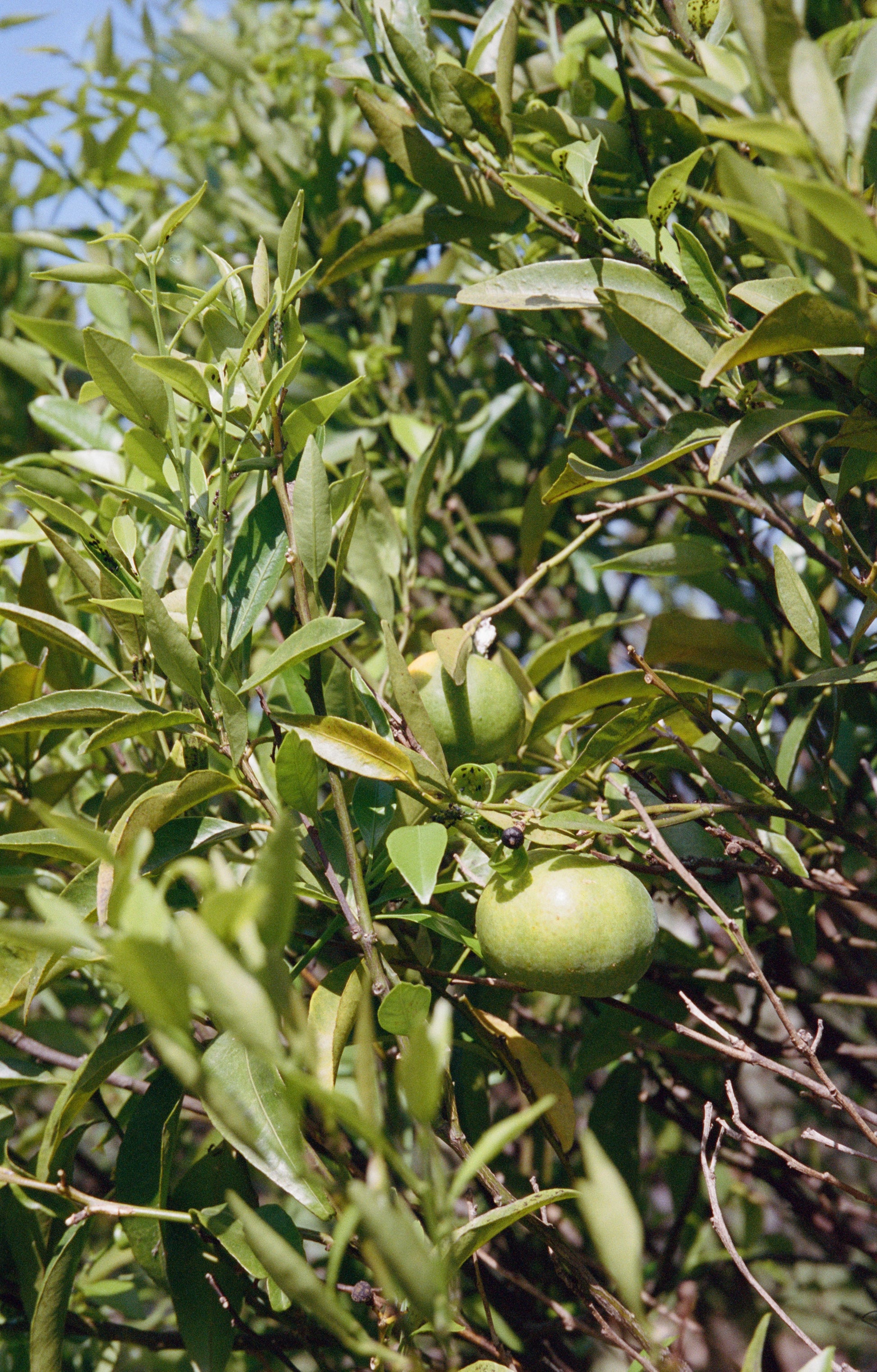 No.102 Hand Cream 70ml - Bergamot & Patchouli