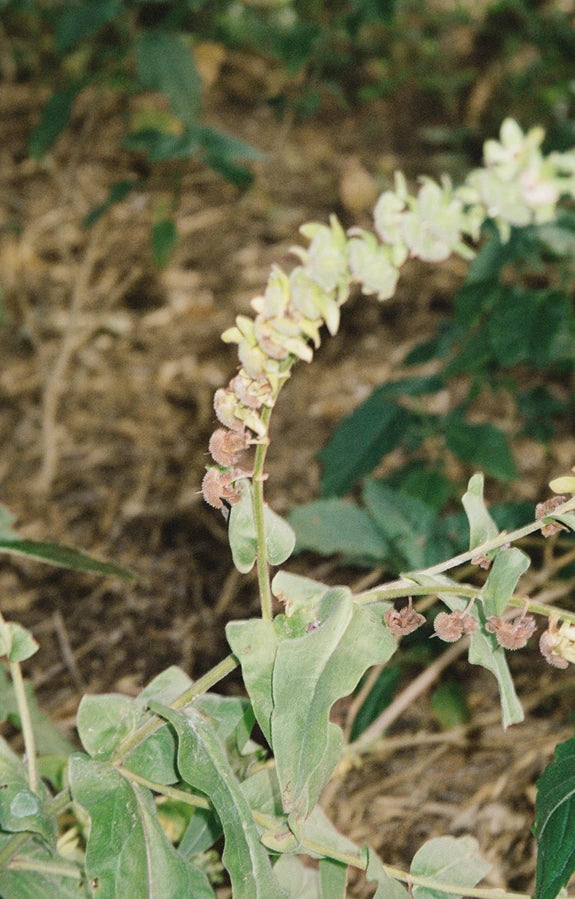 No.102 Hand Cream 70ml - Bergamot & Patchouli