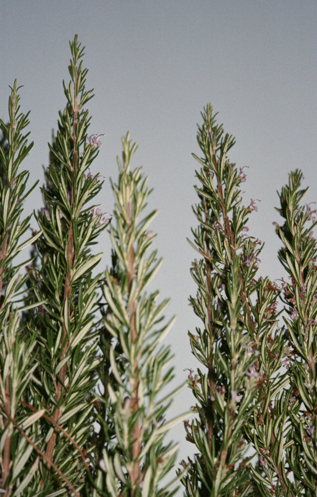 No. 094 Large Body & Hand Wash Sage/Rosemary/Lavender