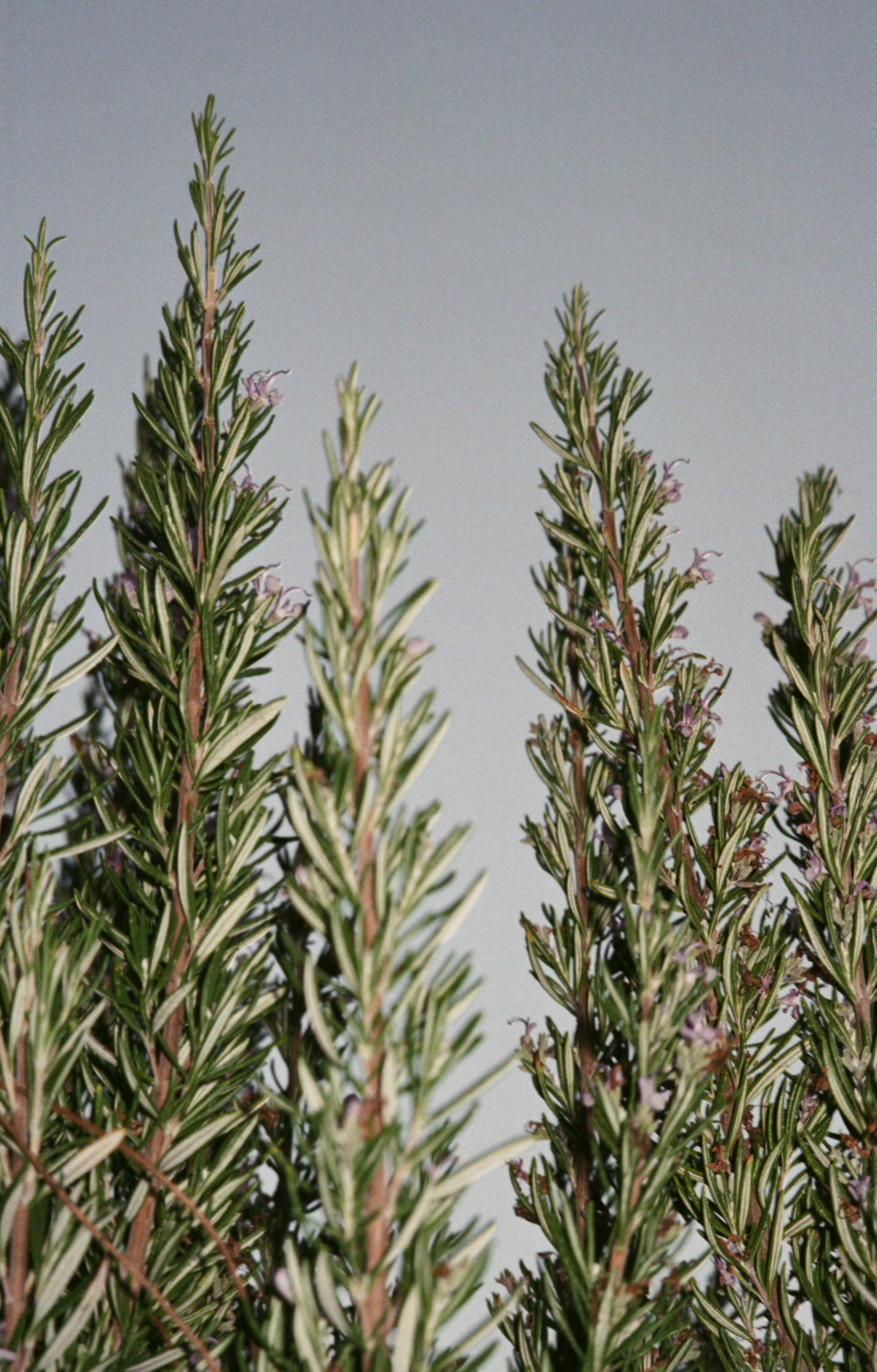 No. 094 Large Body & Hand Wash Sage/Rosemary/Lavender