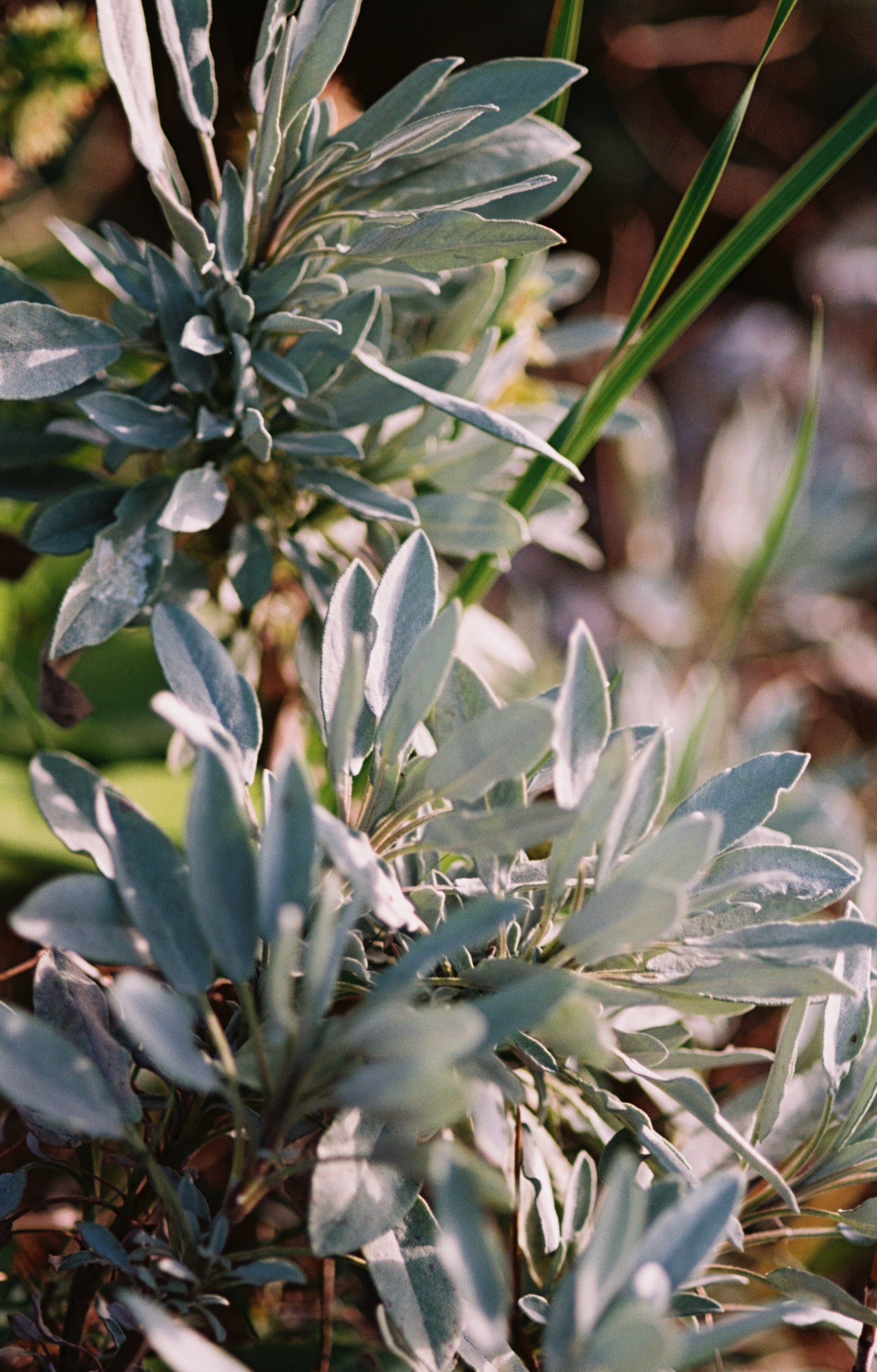 No. 094 Large Body & Hand Wash Sage/Rosemary/Lavender