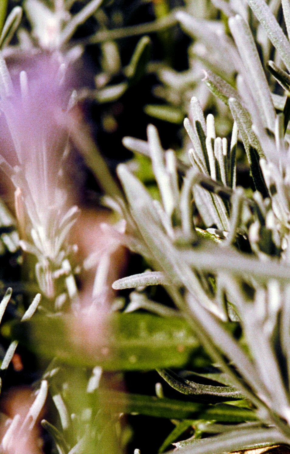 No. 094 Large Body & Hand Wash Sage/Rosemary/Lavender