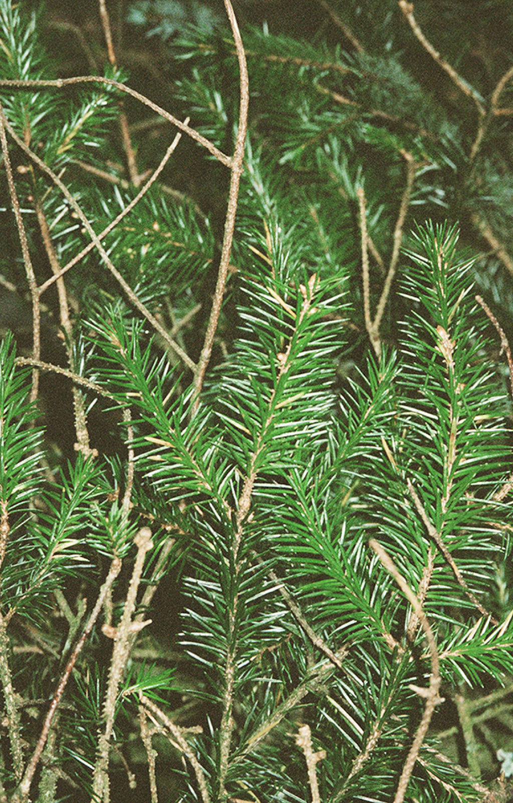 No. 331 Scented Candle Winter Pine