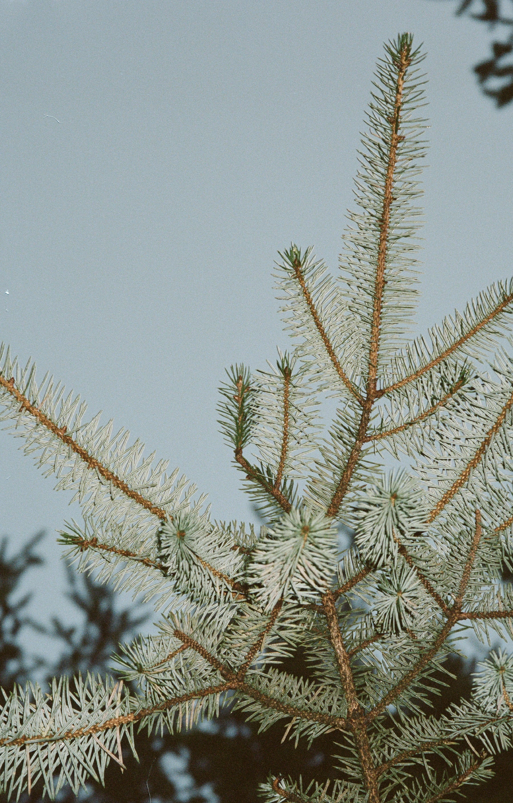 No. 332 Room Diffuser - Winter Pine