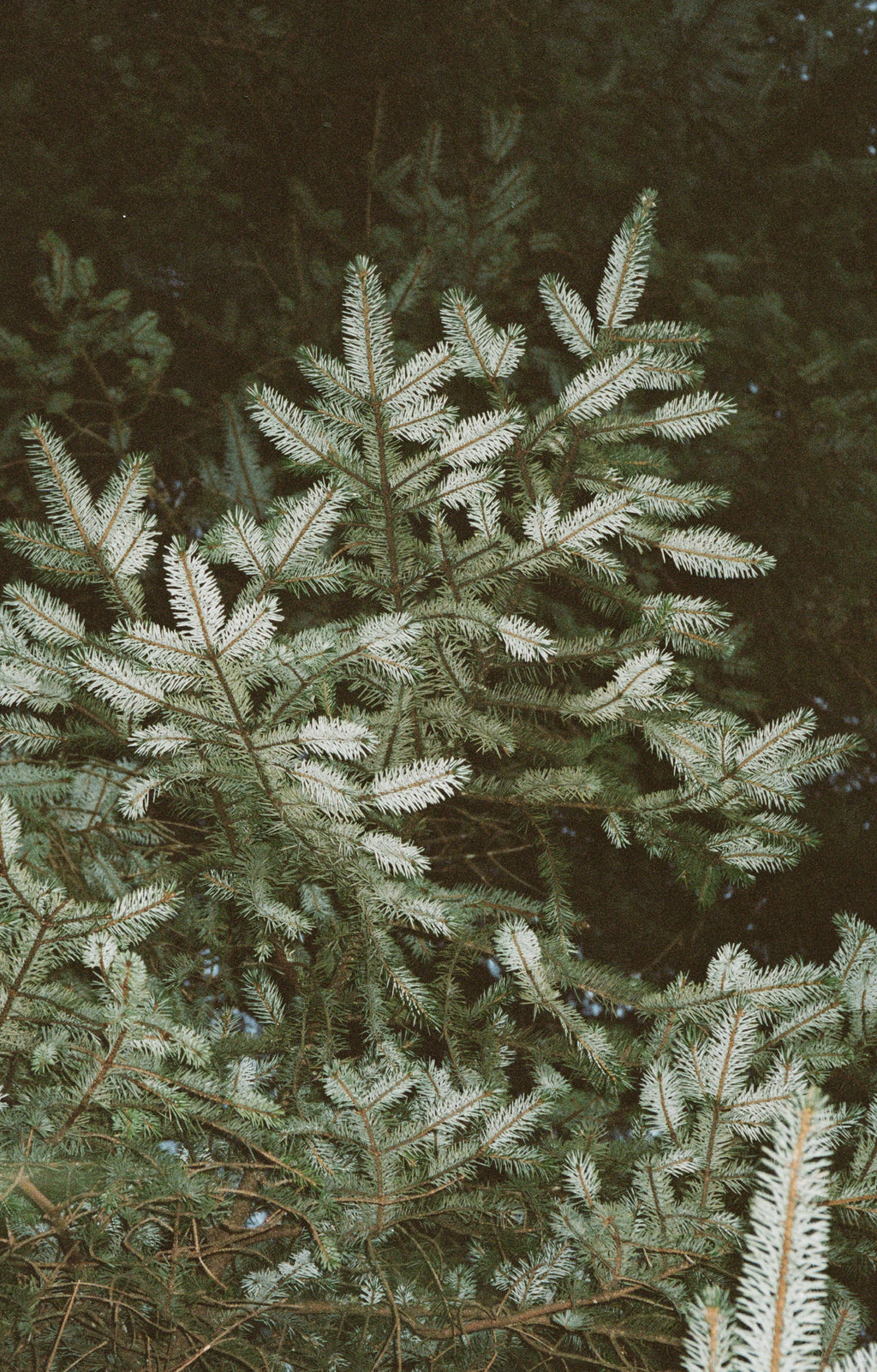 No. 331 Scented Candle Winter Pine