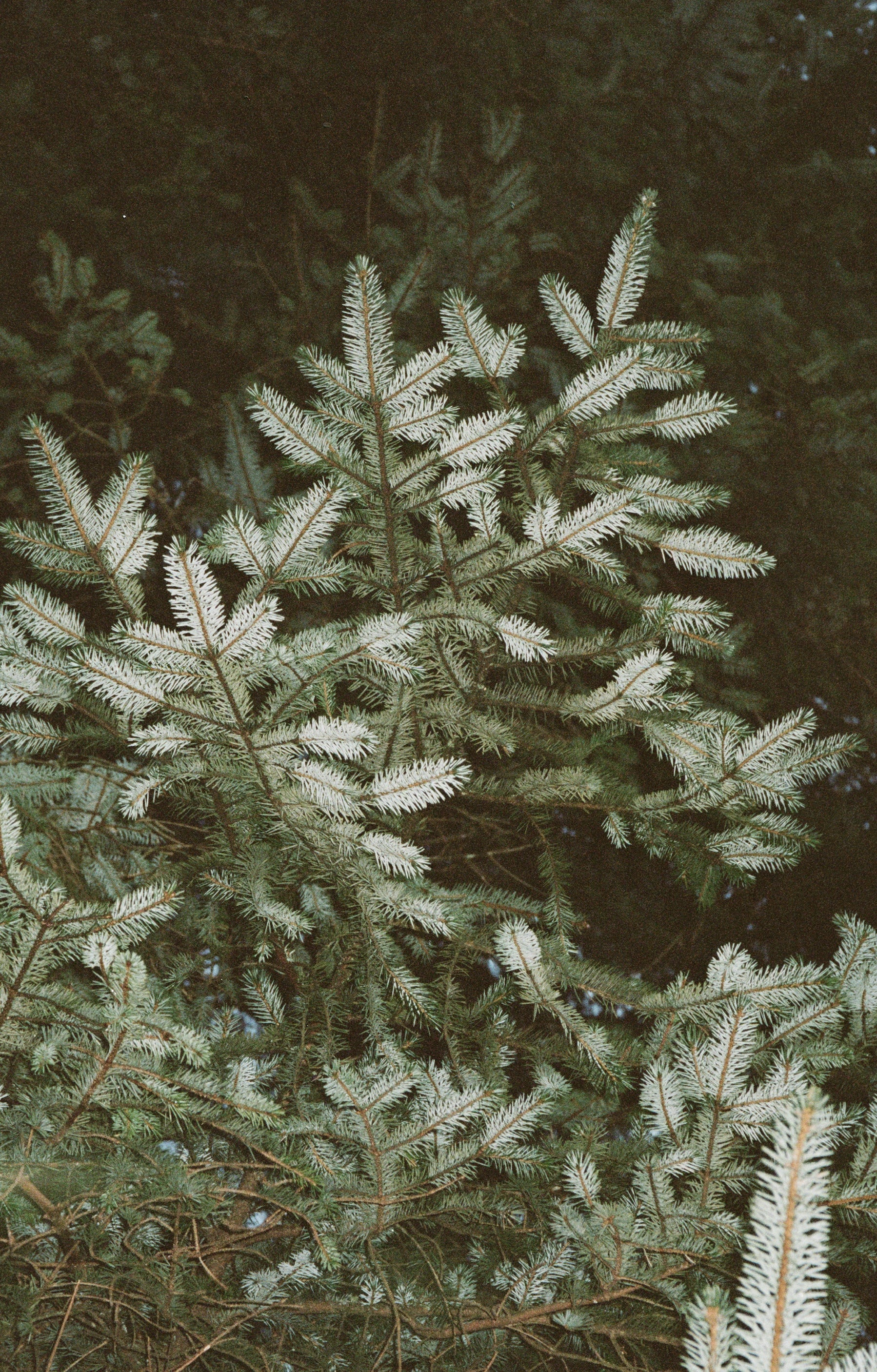 No. 331 Scented Candle Winter Pine